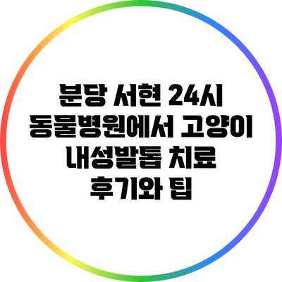 분당 서현 24시 동물병원에서 고양이 내성발톱 치료 후기와 팁
